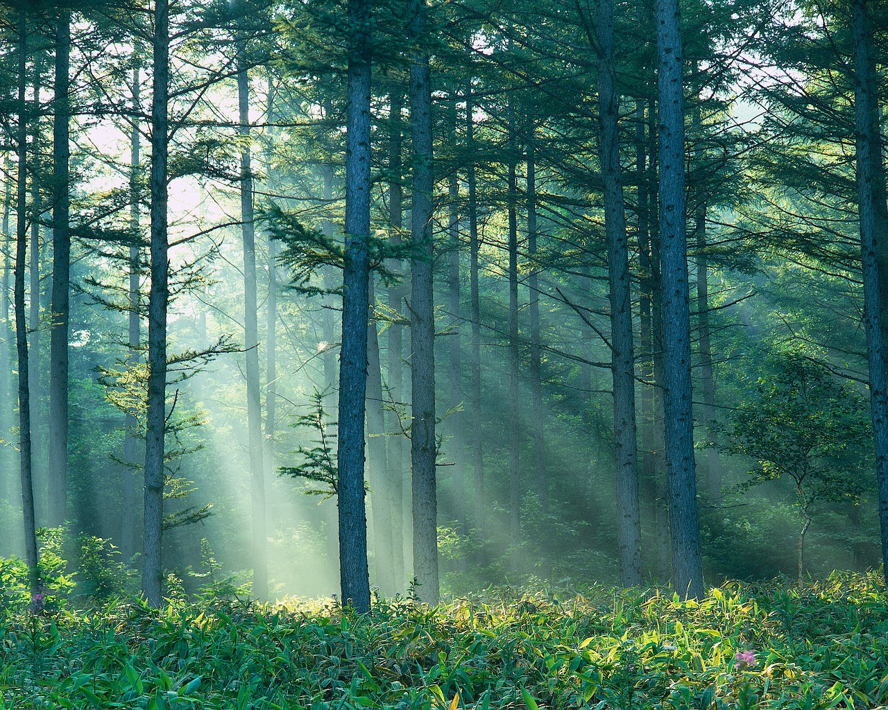 forest with sun streaming in
