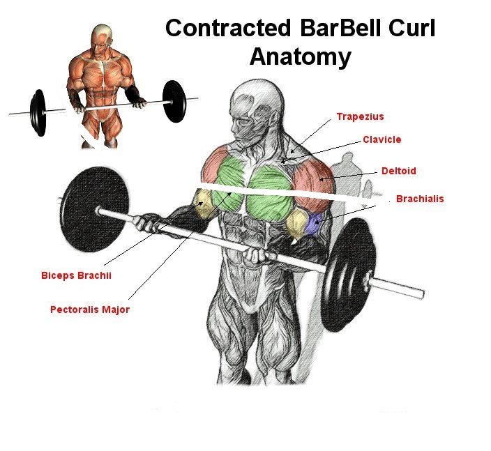 the top exercises for the bicep all bodybuilding the top exercises for the bicep all bodybuilding