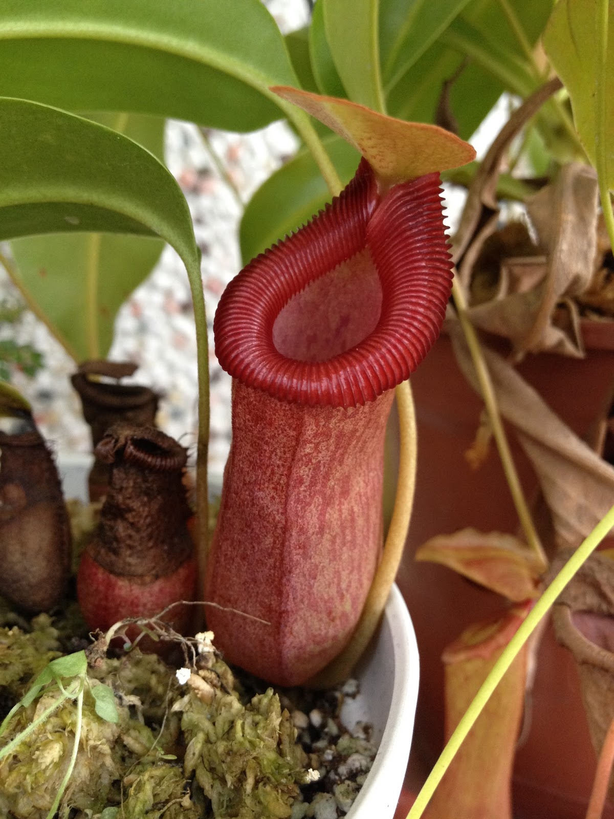 N.xtrusmadiensis ネペンテス トラスマディエンシス 食虫植物-
