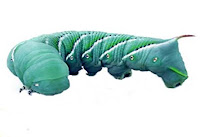 bearded horn worms dragon eat dragons diet hornworms staple feeder complete