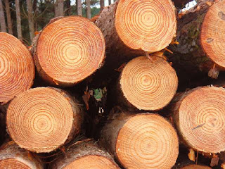  Ciri ciri  Kayu Pinus Secara  Umum  Arafuru