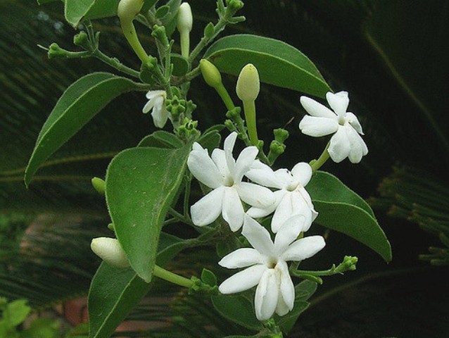 List Of White Flowers List Of White Flowers