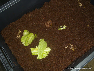 eight acres: worm farming