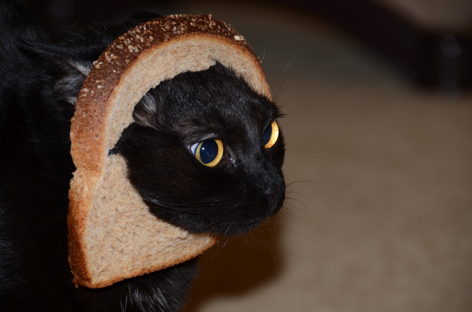 Можно котам хлеб. Кошка хлеб. Черный кот в хлебе. Смешные котики в хлебе. Кот Хлебушек.