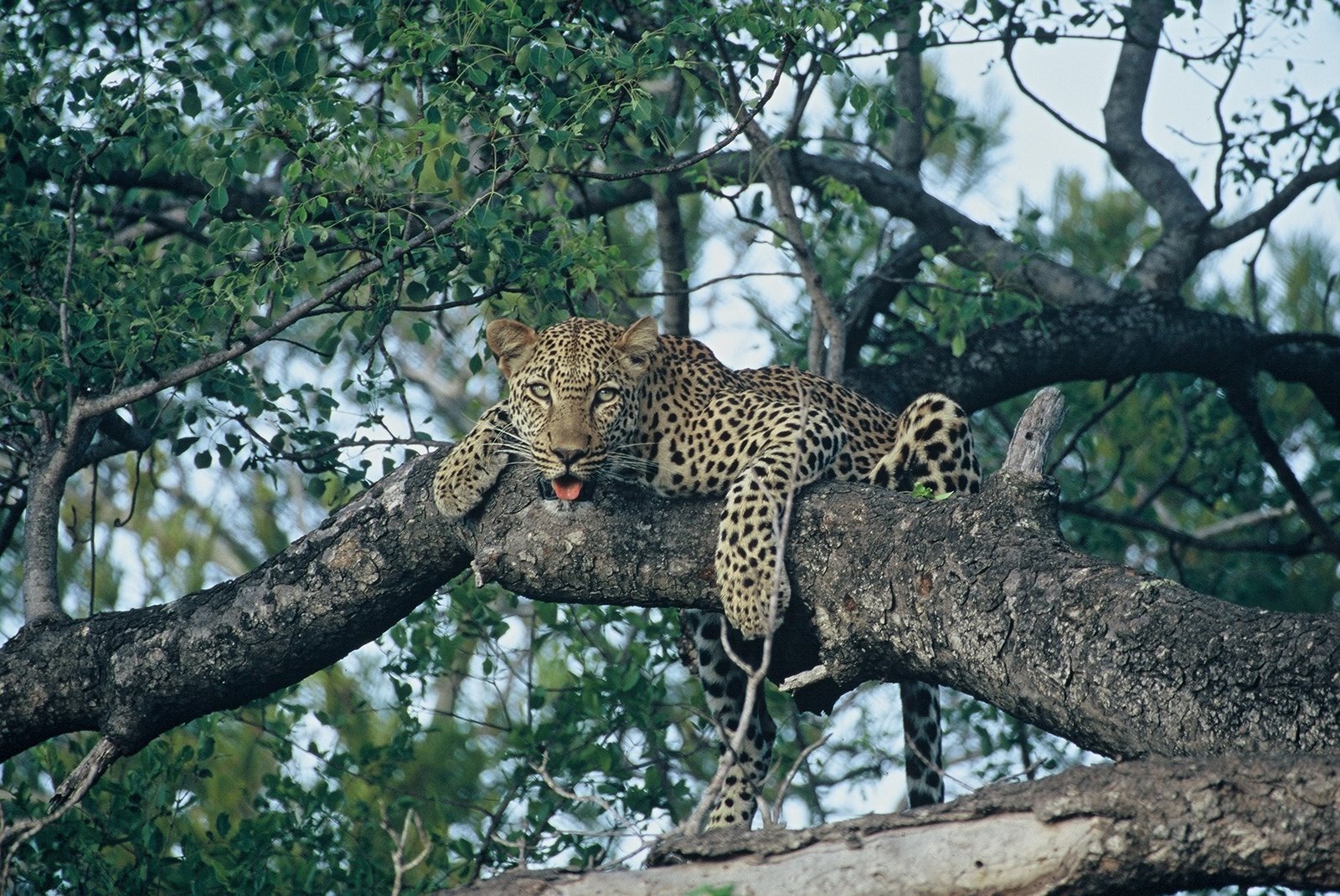 African Wildlife: Facts about Leopards