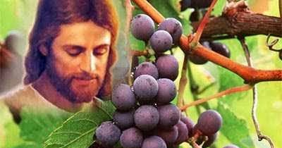 19+ Yesus Pokok Anggur