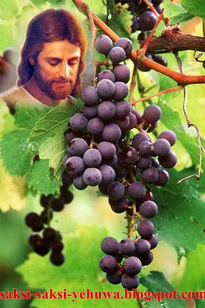 19+ Yesus Pokok Anggur