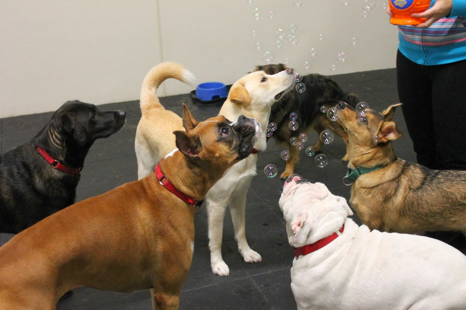 A Dog s Life Do Dogs Age Out Of Daycare a-dog-s-life-do-dogs-age-out-of-daycare