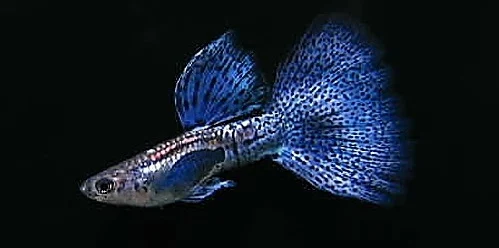Ikan Guppy Bluelace - Cara Budidaya Ikan