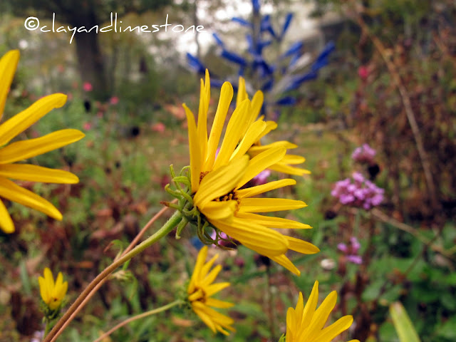 clay and limestone: Willowleaf Sunflower~Not Just Another Yellow Flower