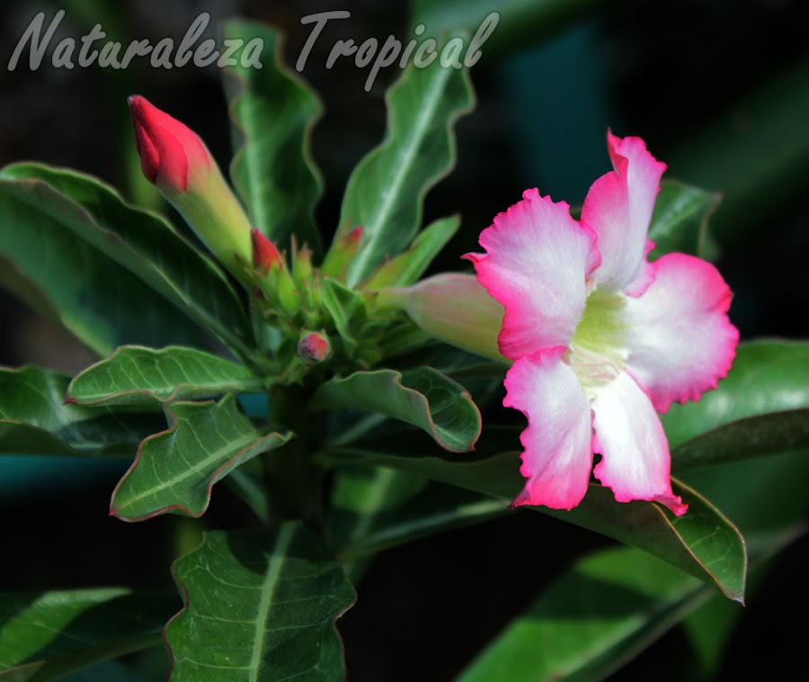 ¡Has florecer tu Rosa del Desierto más rápido!, Adenium obesum