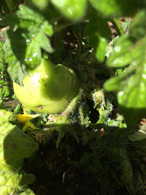 our garden, green tomato