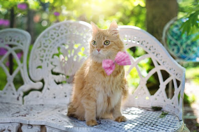 alt="gato sentado con lazo rosa"