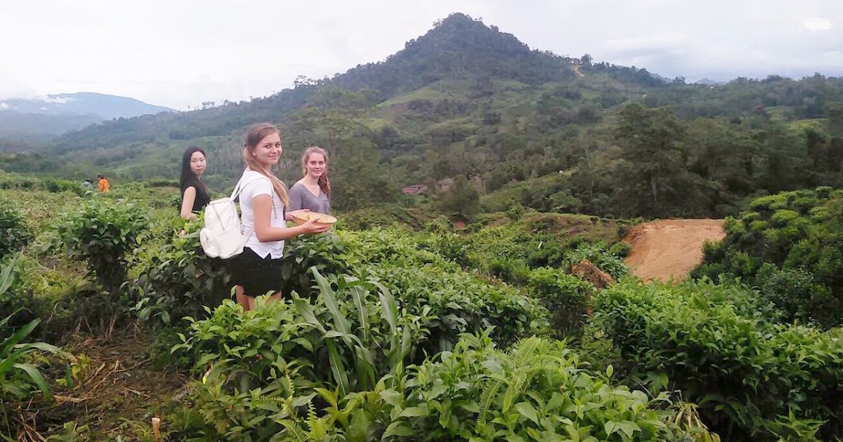Ladang Teh Kundasang Sabah