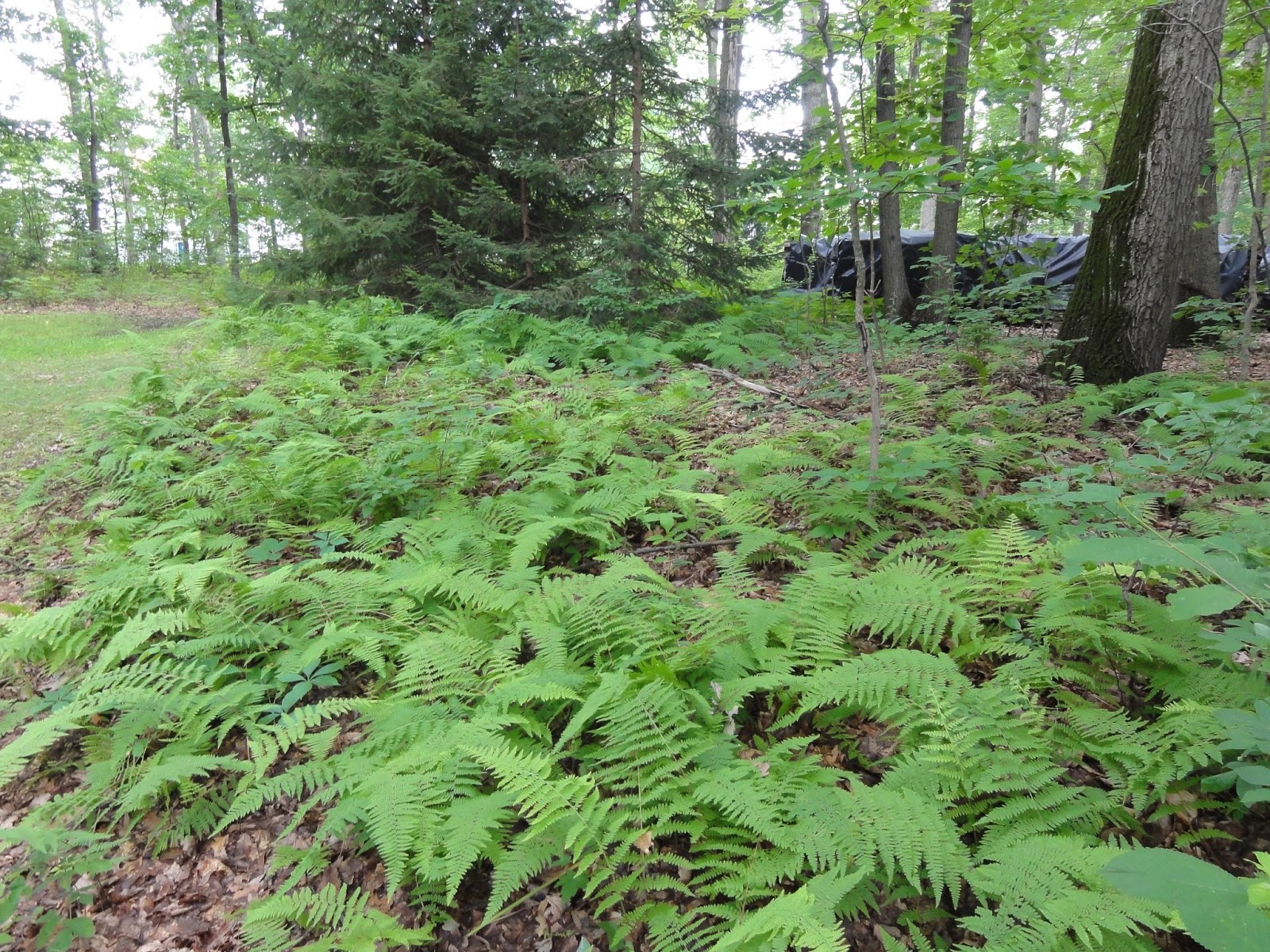 Valley View Farms PLANT OF THE WEEK Hayscented Fern