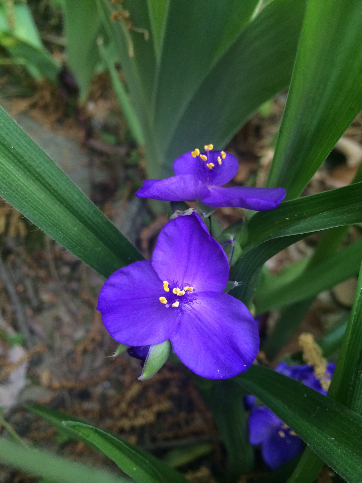 Wildflower Wednesday Spiderwort Ultimate Guard To Gardening