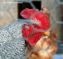 wrangling chicken coop homestead