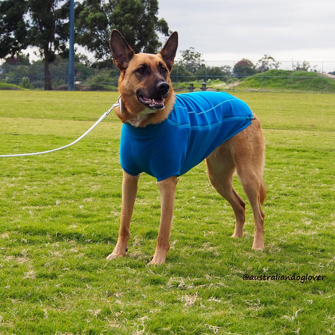 Autumn 2017 Dog Clothes Fashion Trends Australian Dog Lover