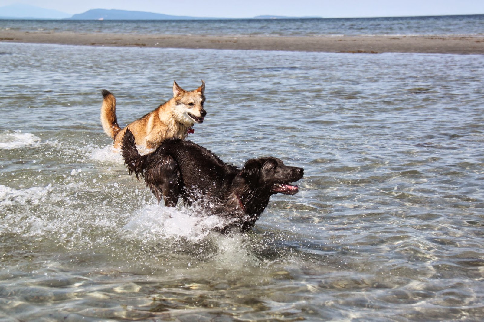 The Dog Who Sometimes Fetches: Biggest Beach Ever! (by Ojo)