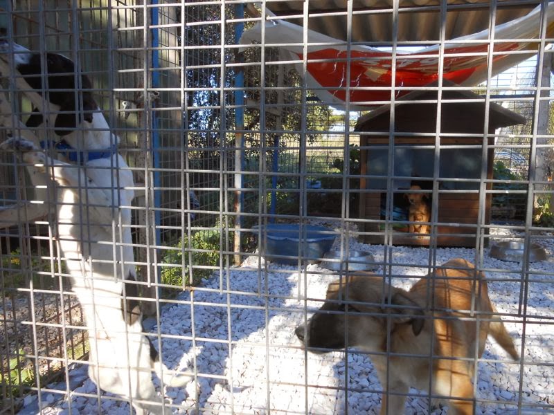 Bisiklet Günlüğü Bodrum Hayvan Barınağı