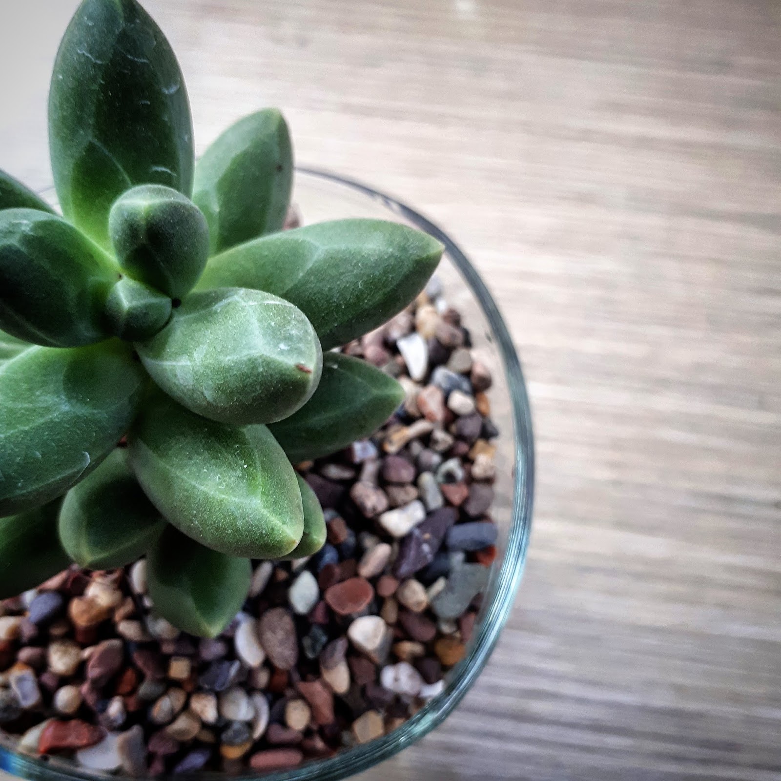 PUTRA GARDEN BALI: Promo Tanaman Hias dan Herbal Juni 2018