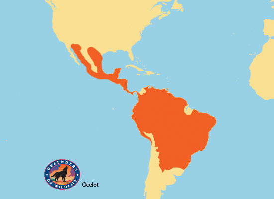 Ocelot Distribution Map Bio227-3: Sir Ocelot