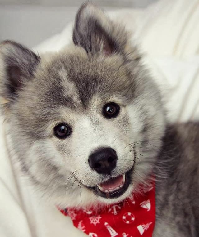 Mixed Breed Dogs For Sale In Michigan Mixed Breed Dogs For Sale In Michigan