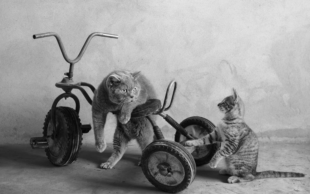 Котик на велосипеде