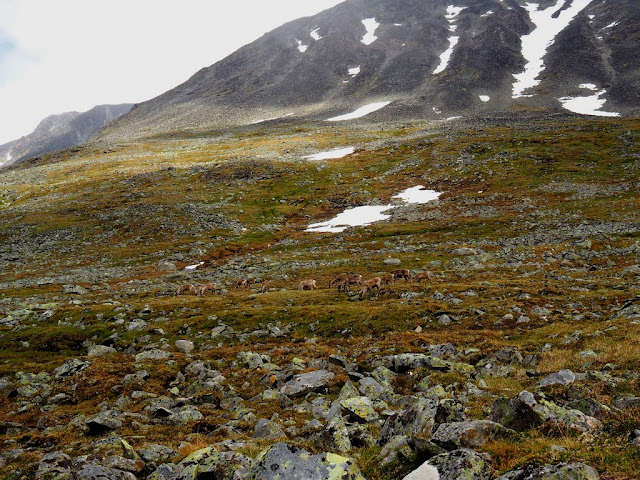 Na vlastní oči jsme viděli sobi Sob, Jotunheimen, příroda, trek, sobík, Norsko