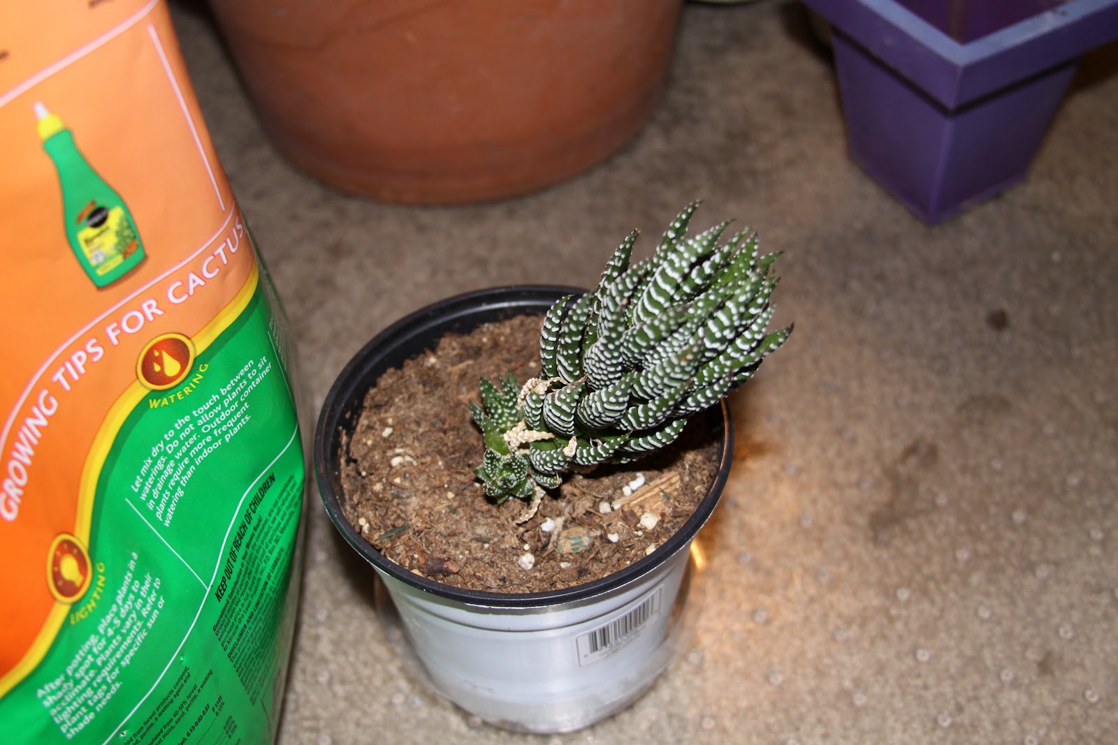 Zebra Succulent Root Rot Best Succulent Ideas
