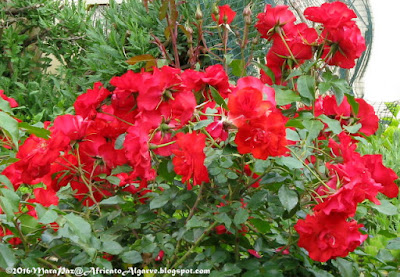 red roses