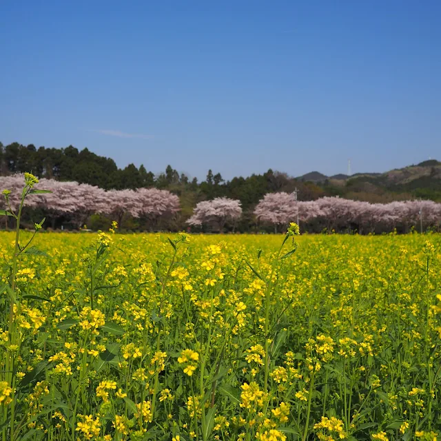 巾着田　桜　菜の花
