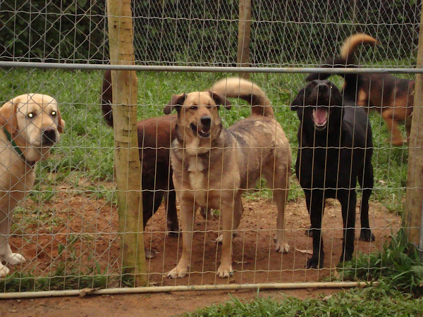 Dogs in Brazil