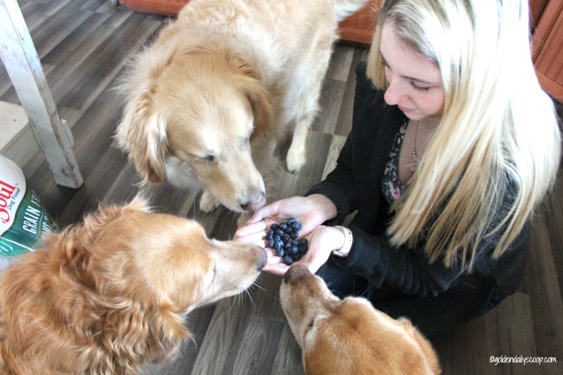 chicken soup for the soul the dog really did that 101 stories of miracles mischief and magical moments ebook healthy eating is a family affair with the goldens chicken soup for the soul the dog really did that 101 stories of miracles mischief and magical moments ebook healthy eating is a family affair with the goldens