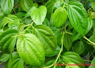 daun sirih, fungsi daun sirih merah, daun sirih merah untuk keputihan, daun sirih obat mata, daun sirih obat keputihan, daun sirih untuk keputihan, manfaat rebusan daun sirih