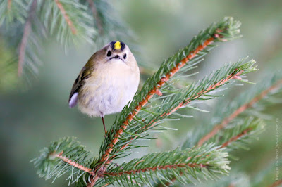 Желтоголовый королек (Regulus regulus). Goldcrest