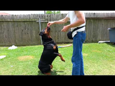 Sit Rottweiler Sit Rottweiler