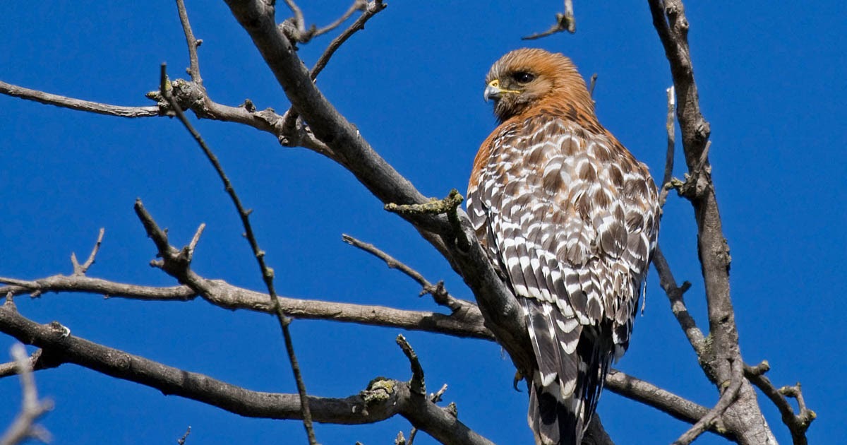 Another 10 common backyard birds of San Diego Greg in San Diego