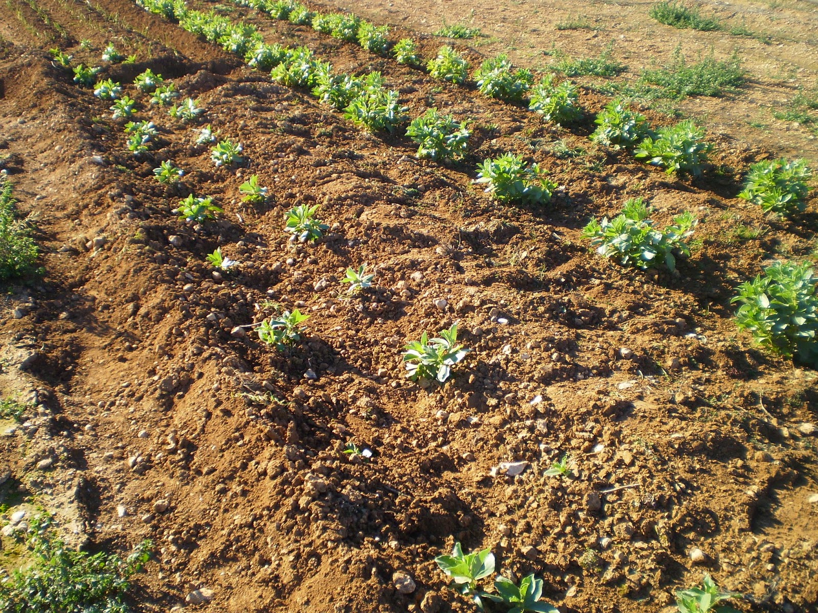 habas en huerto casero cultivar habas