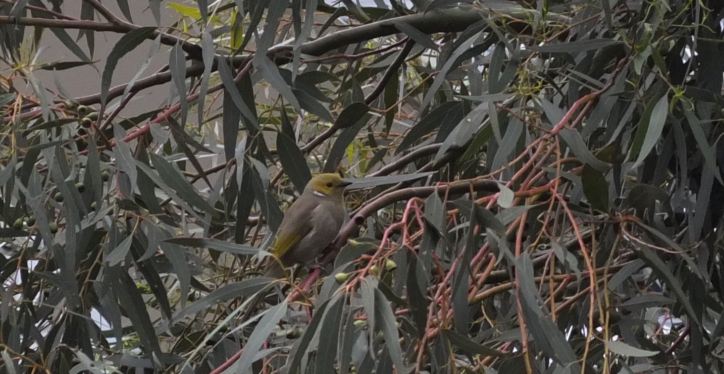 A Strong Belief in Wicker Birds of Melbourne