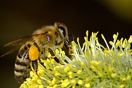 Abeille récoltant du pollen Corbeille pleine de pollen