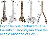 http://sciencythoughts.blogspot.co.uk/2016/05/gryposuchus-pachakamue-gavialoid.html
