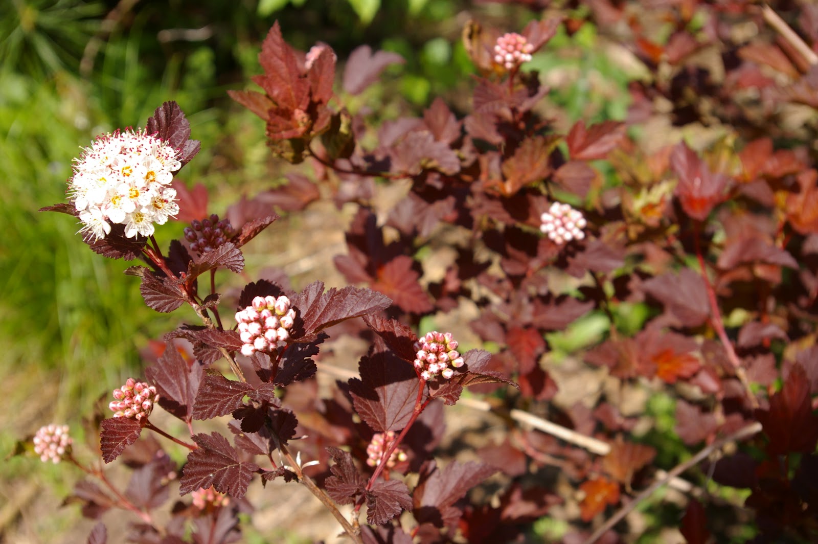 Пузыреплодник калинолистный Physocarpus opulifolius Summer Wine