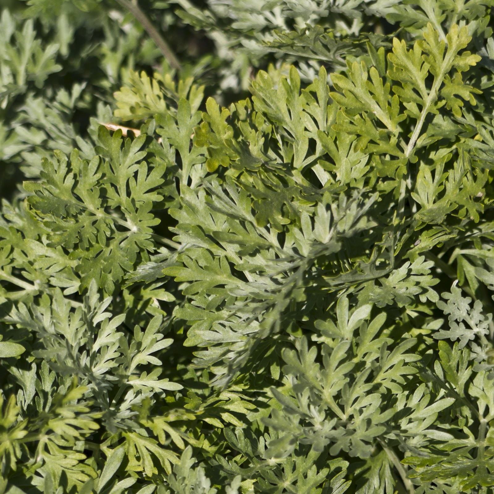 Artemisia Vulgaris &ndash; 400 Semi Di Assenzio Comune Per Orto E Giardino