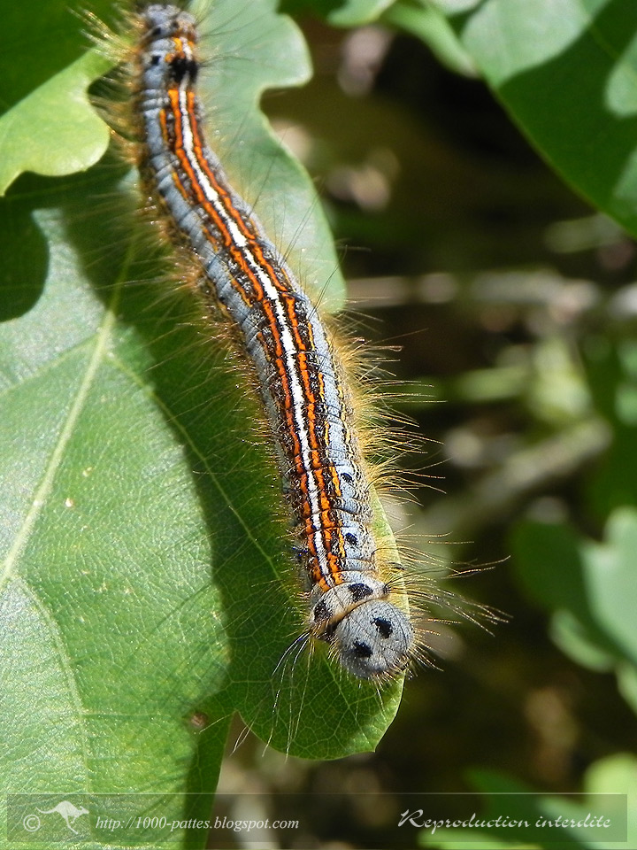 WILDLIFE GATEWAY Chenille de la Livrée des arbres