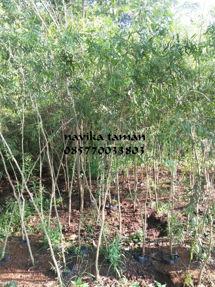 jual bibit pohon kayu putih jasa tukang taman jual jual bibit pohon kayu putih jasa tukang taman jual