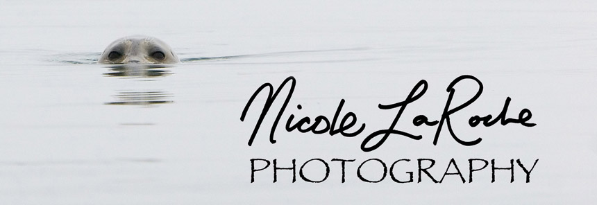 Nicole LaRoche Photography