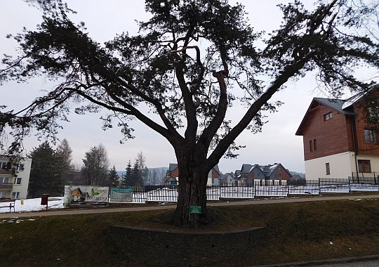 Pomnik przyrody - sosna zwyczajna (Pinus silvestris). Pomnik przyrody - sosna zwyczajna (Pinus silvestris).