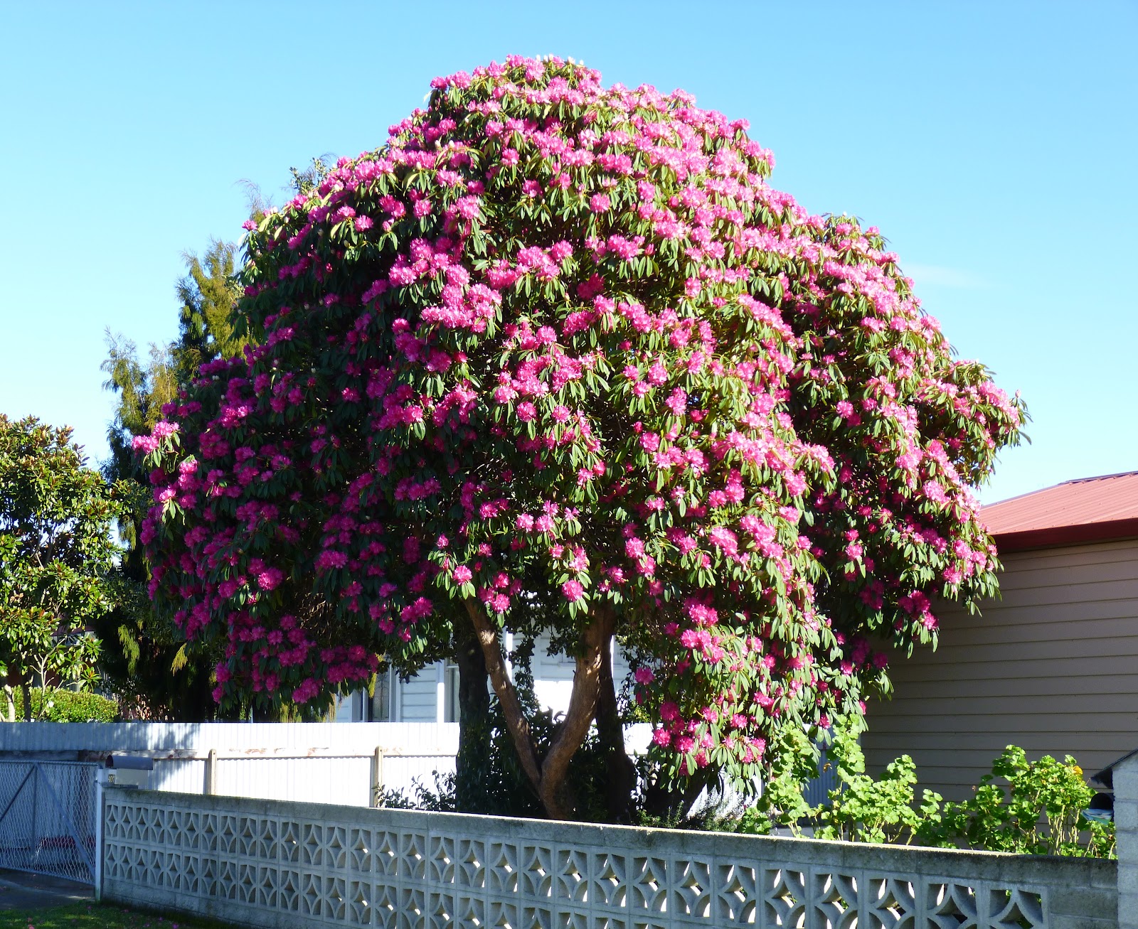 Our New Zealand Adventures: SPRING TIME IN NEW ZEALAND