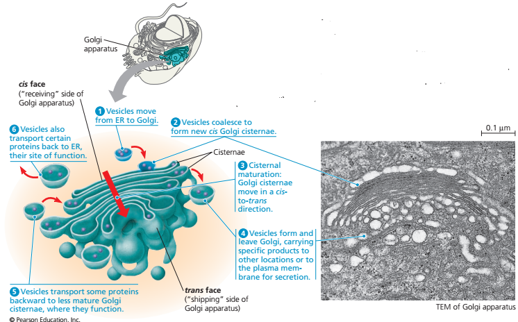 organela cells golgi apparatus lysosomes and vacuoles